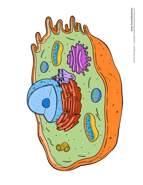 Animal Cell Not Labeled Clipart Best