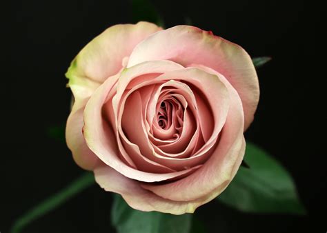 Rose Secret Somptueuse Paris Fleurs De Prestige