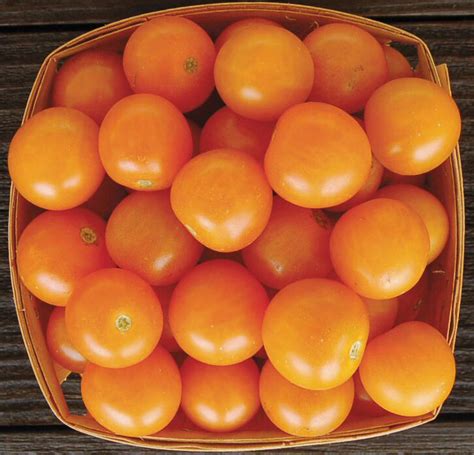 Toronjina F1 Hybrid Tomato A Comprehensive Guide World Tomato Society