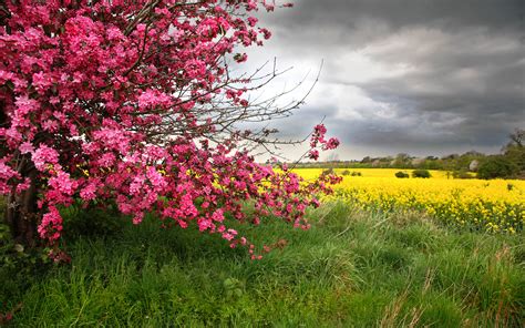 The cardinal flower is a favorite among butterfly gardens due to their interesting flowering style. Color Spring Tree With Pink Flowers With Yellow Field ...