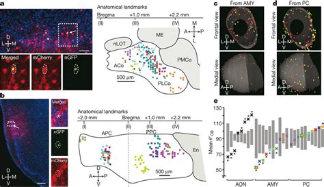 Representations Of Olfactory Bulb Input In The Amygdala And Piriform
