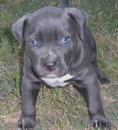 Their body color is generally pink, and it slowly transforms into the color of the breed. Blue eyes Pitbull Puppies for Adoption for Sale in Juneau, Alaska Classified | AmericanListed.com