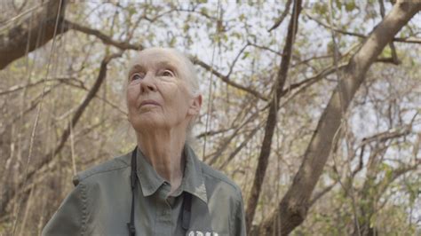 Like and share our website to support us. Jane Goodall: The Hope - An Important Reminder On Goodall ...