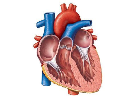 Module 3 Cardiovascular Assessment and Health Promotion at Mount Royal