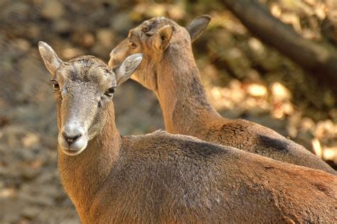 Best Time To See Cyprus Mouflon Wild Sheep 2024 When To See Roveme