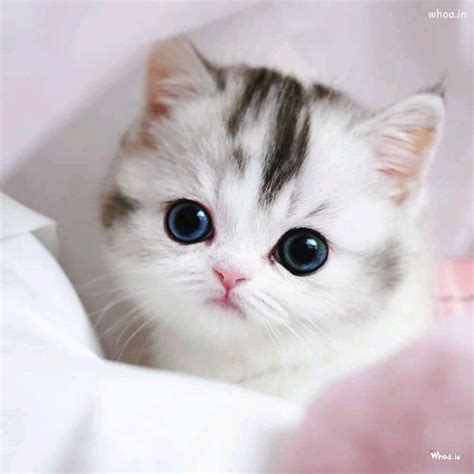 Images For Cute Cat Free Cute Cat Photos Download