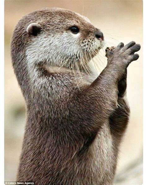 An Otter Is Standing On Its Hind Legs And Holding Its Paw In The Air