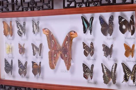 Papillon Encadré Butterfly Display Case With Atlas Moth Catawiki