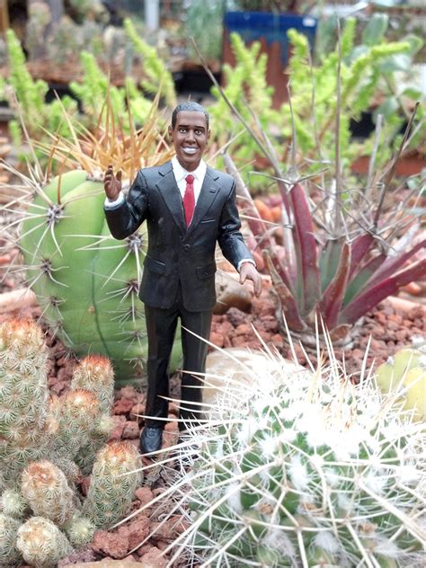 Obviously, the san pedro cactus grows well in its native ecuador and peru, especially in the cities of quito and cusco. Nursery Archives - Page 5 of 12 - Cactus Jungle