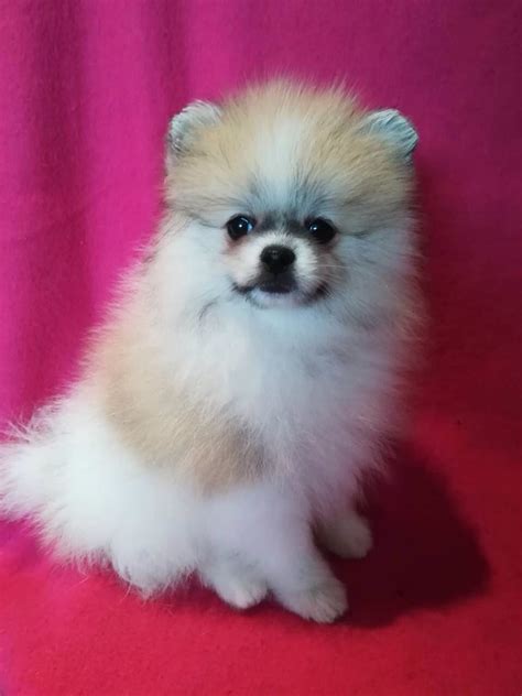We hope you will find the cutest and adorable puppy here that makes. Male real Pomeranian puppy | Lanark, Lanarkshire | Pets4Homes