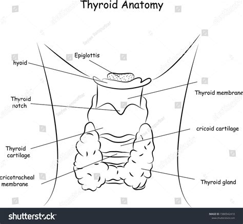 Thyroid Anatomy Thyroid Diagram Medical Illustration Stock Vector