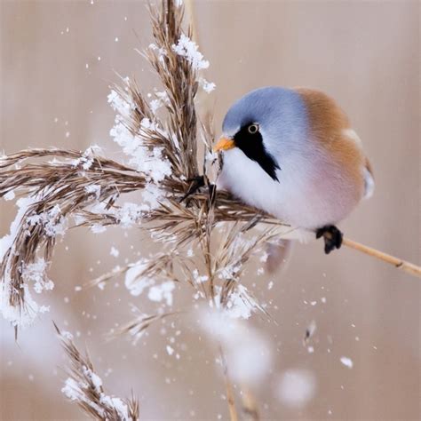 Beautiful Snow Bird Feathers Pinterest