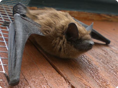 10 things about beautiful beneficial bats nebraskaland magazine