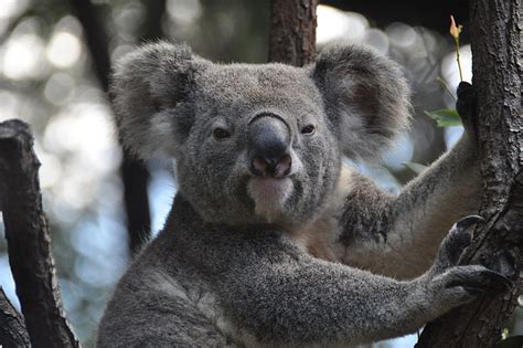 Royalty Free Photo Gray Koala Bear On Tree Branch Pickpik