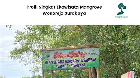 Berkunjung Ke Ekowisata Mangrove Wonorejo Surabaya