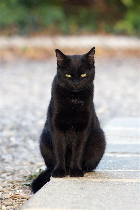 These Sweet Cats Will Brighten Your Day Cats Are Wonderful Friends