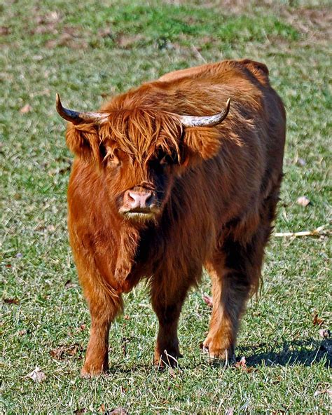 Scottish Highland Bull Harry Moran Flickr