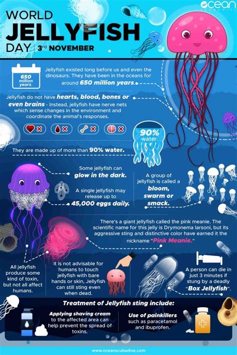Jellyfish Info Sheet With Information About The Different Types Of