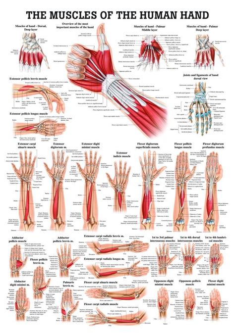 Anatomical Worldwide PO E Muscles Of The Hand Laminated Anatomy Chart Amazon Com Industrial