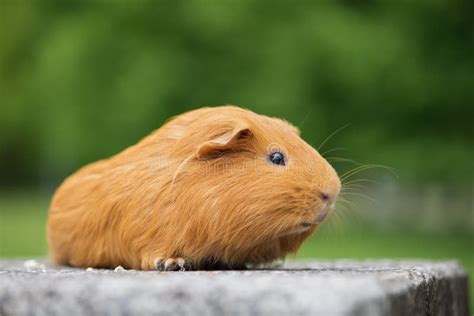 Red Guinea Pig Outdoors In Summer Stock Image Image Of Healthy