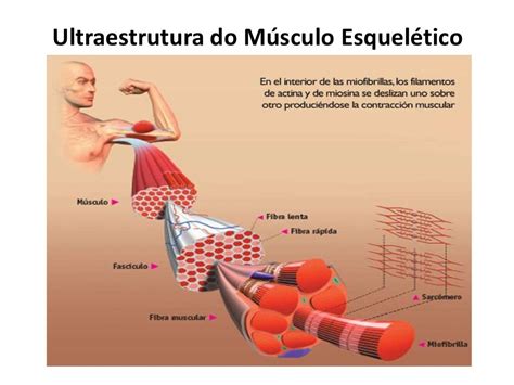 Conoce Todo Sobre Los Tipos De Musculos Anatomia Dos Ossos Musculo Images