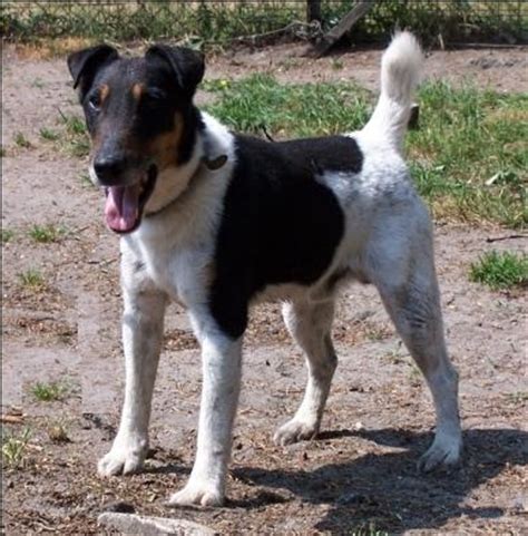 13 445 tykkäystä · 19 puhuu tästä. Foxterrier (smooth) | Jackys Hunde Wiki | Fandom powered ...