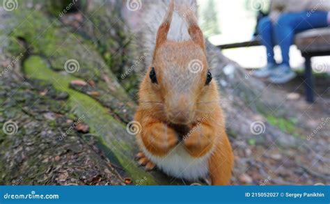 A Red Squirrel With A Fluffy Tail Nibbles A Nut Stock Image Image Of