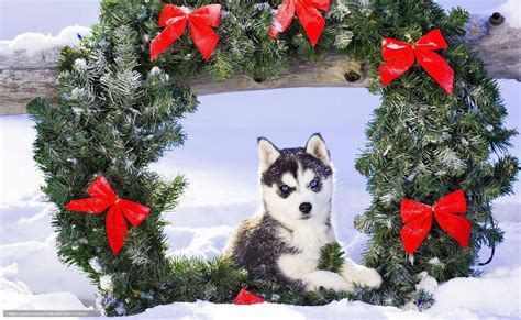 Husky Puppy Winter Wallpapers Wallpaper Cave