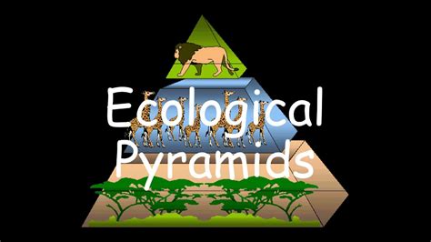 008 Ecological Pyramids And Their Types Youtube