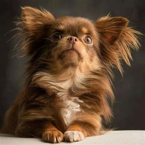 Beautiful Long Haired Chihuahua💛💛💛💛💛💛💛💛💛💛💛💛💛💛💛💛💛💛💛 Chihuahua Facts