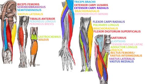 In the leg muscles diagram above, there are many muscles that make up your legs and support it to move. File:Arm and Leg Muscle Diagrams.png | Leg muscles diagram ...