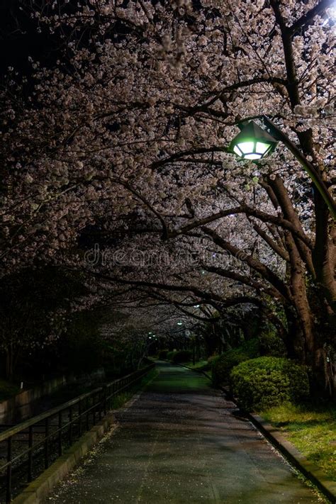 Cherry Blossoms Night View In Japan Stock Photo Image Of Bright Park