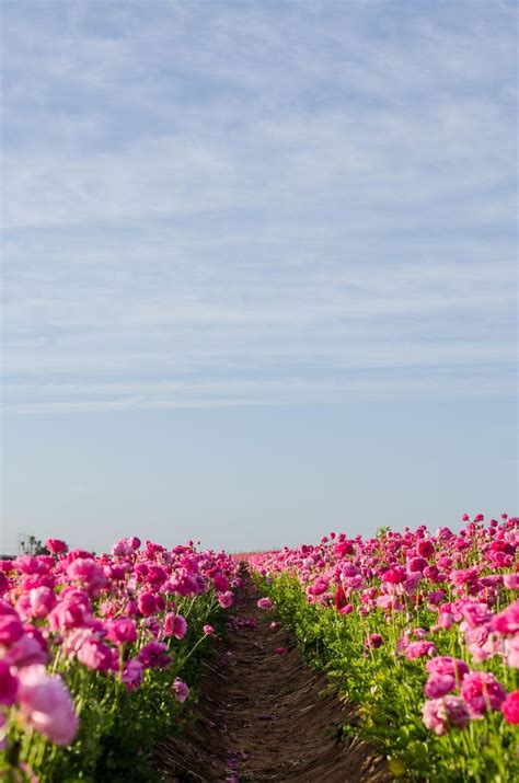 Carlsbad Ranch Ranunculus Fields Ranunculus Fields In California