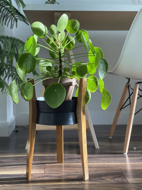 Best Indoor Plants Cartiera
