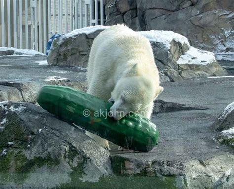 Polar Bears In The Alaska Zoo Sure To Relish New Giant Pickle Toy