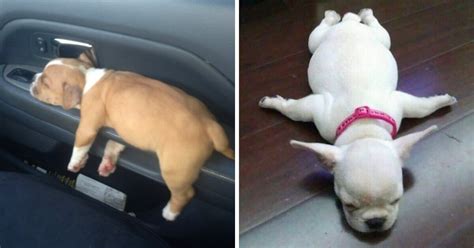 10 Funny Photos Of Dogs Who Were Caught At The Most Unexpected Moment