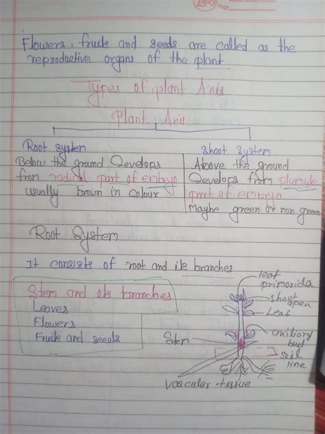 Class 12th Biology Notes Plant Morphology For Neet Shop Handwritten