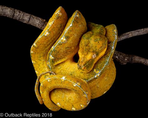 Jayapura Green Tree Python Outback Reptiles