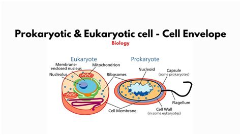 Prokaryotic Eukaryotic Cell Organelles Explained In Urdu And Hindi My Xxx Hot Girl