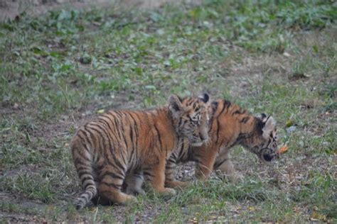 Tiger Babies Picture Of Columbus Zoo Powell Tripadvisor
