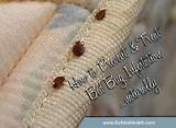 Is There Prevention Treatment For Bed Bugs