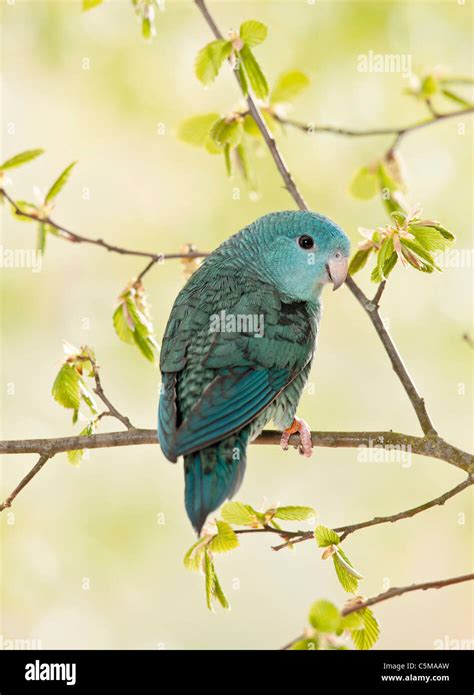 Catherine Parakeets Hi Res Stock Photography And Images Alamy