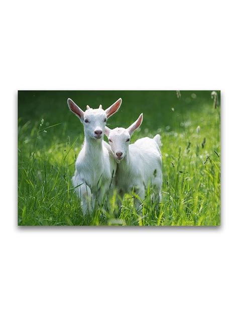 Baby Goats Running On Grass Poster Image By Shutterstock