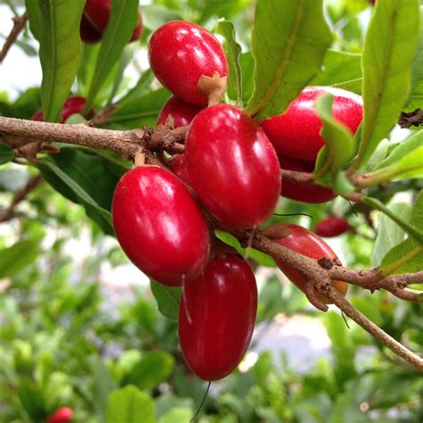 The Miracle Fruit: It Miraculously Turns Sour Tastes Into Sweet