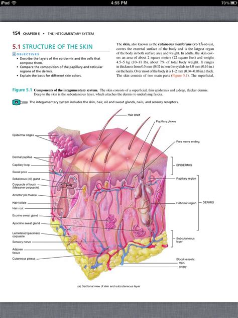 Principles Of Anatomy And Physiology Chapter 5 The Integumentary