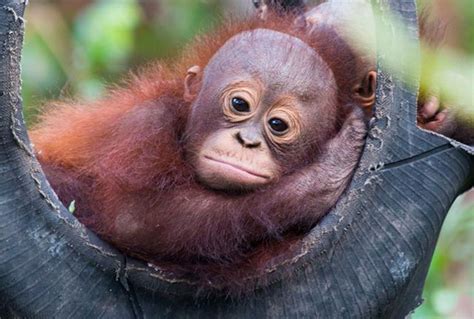 These Rescued Orangutans Dont Have Moms So They Snuggle Together In A
