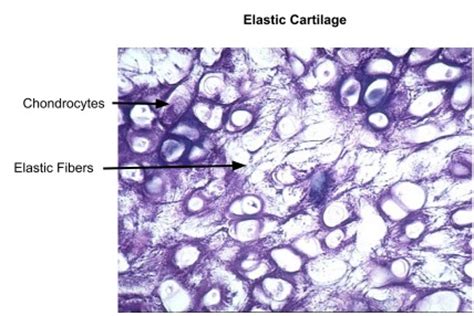 Elastic cartilage - Definition, Location, Functions and ...