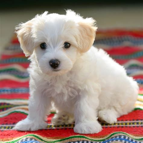 Maltese puppies for sale in texas select a breed. MALTESE - Puppies For Sale Lone Star Texas