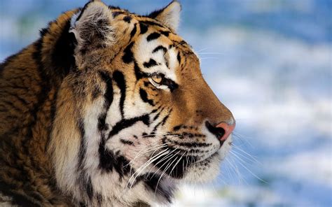 Testing the new camera and shooting pics of a basketball game. Tiger HD Wallpaper | Background Image | 2560x1600 | ID ...