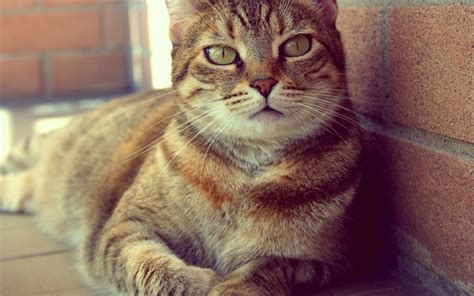 Download Wallpapers British Shorthair Cat Green Eyes Pets Cute